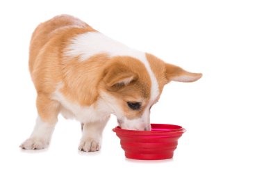 Beyaz arka planda izole edilmiş kase ile Galce corgi