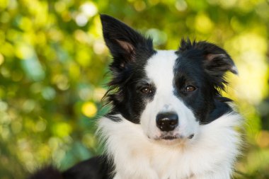 Çayırdaki çoban köpeği.