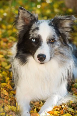 Çayırdaki çoban köpeği.