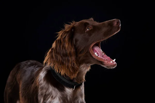Anjing Munsterlander Kecil Dengan Kerah — Stok Foto