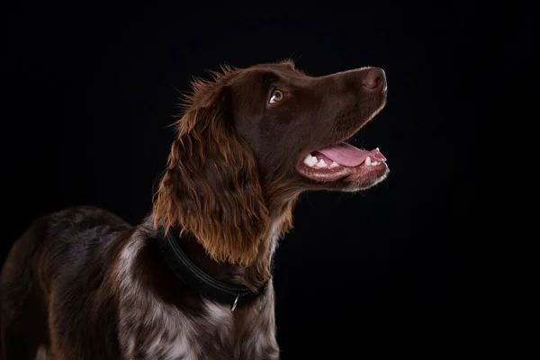 Kleiner Münsterländer Hund Mit Halsband — Stockfoto
