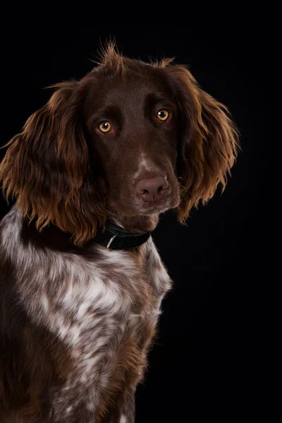 Small Munsterlander Dog Collar — Stock Photo, Image