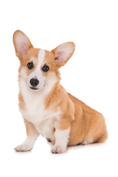 Welsh Corgi Dog Sitting Isolated White Background — Stock Photo, Image