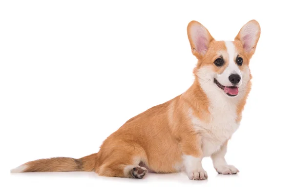 Corgi Galés Aislado Sobre Fondo Blanco —  Fotos de Stock