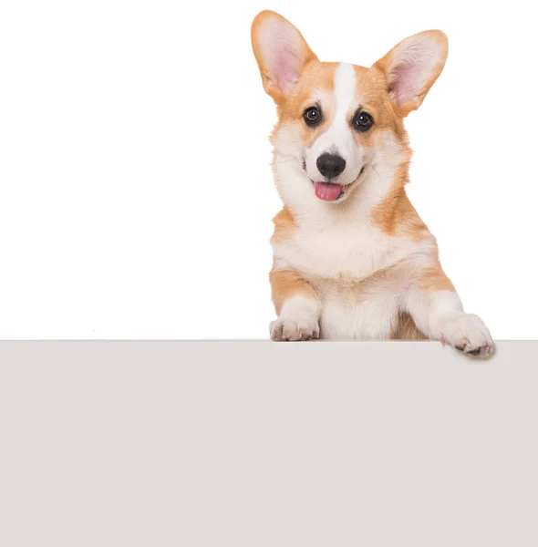 Corgi Gallois Isolé Sur Fond Blanc — Photo