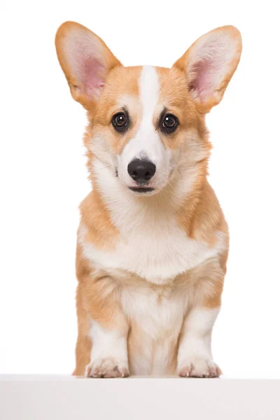 Welsh Corgi Geïsoleerd Witte Achtergrond — Stockfoto