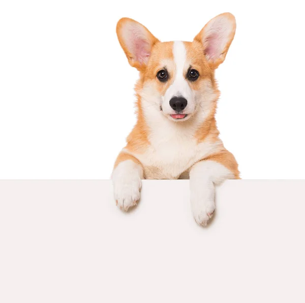 Corgi Galês Isolado Fundo Branco — Fotografia de Stock