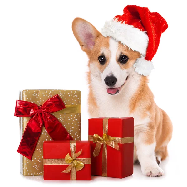 Welsh Corgi Hund Mit Weihnachtsmütze Und Weihnachtsgeschenken Isoliert Auf Weißem — Stockfoto