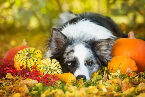 Okrajový Kolie Pes Dýněmi Podzimní Zahradě — Stock fotografie