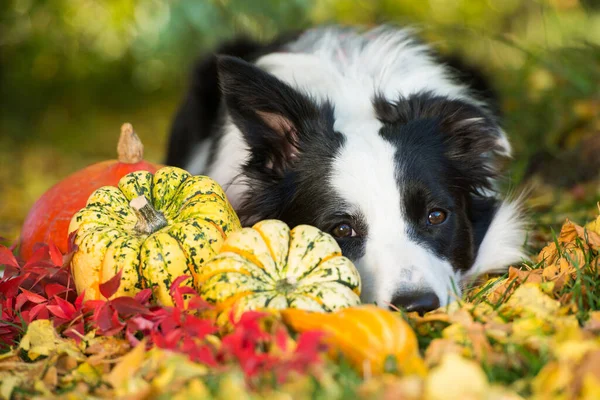Border collie dog with pumpkins in autumn garden