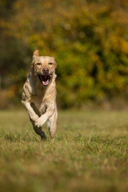 Sonbahar manzarasında koşan labrador Retriever köpeği