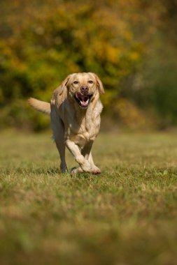 Sonbahar manzarasında koşan labrador Retriever köpeği