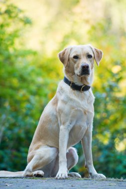 Labrador av köpeğinin doğa geçmişi var.
