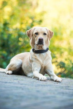 Labrador av köpeğinin doğa geçmişi var.