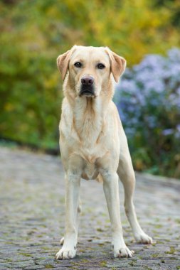 Labrador av köpeği garaj yolunda duruyor.