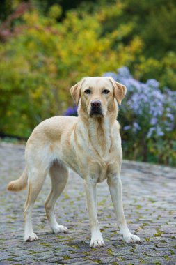 Labrador av köpeği garaj yolunda duruyor.