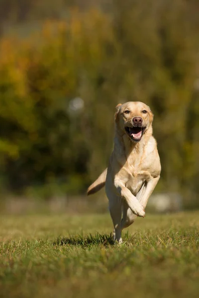Biegnący Pies Labrador Retriever Jesienny Krajobraz — Zdjęcie stockowe