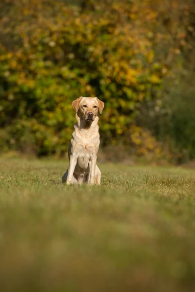 Labrador Dewasa Diambil Padang Rumput Musim Gugur — Stok Foto