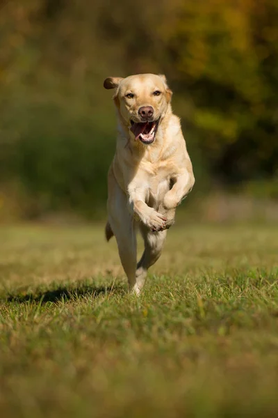 Futó Labrador Retriever Kutya Őszi Táj — Stock Fotó