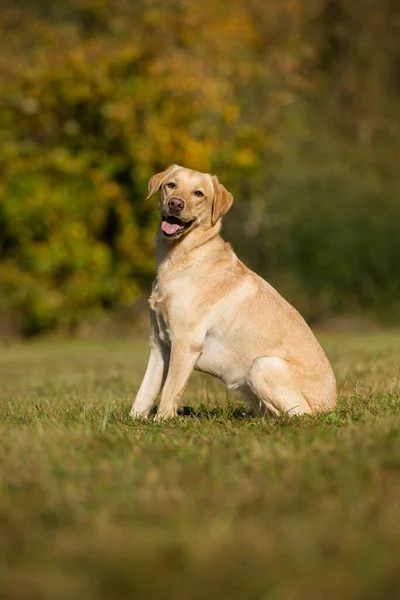Correr Perro Labrador Retriever Otoño Paisaje —  Fotos de Stock