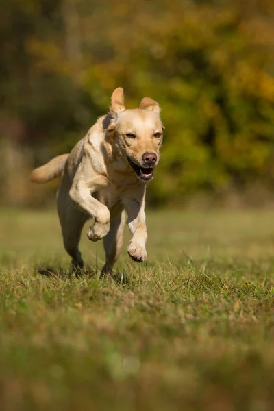 Biegnący Pies Labrador Retriever Jesienny Krajobraz — Zdjęcie stockowe