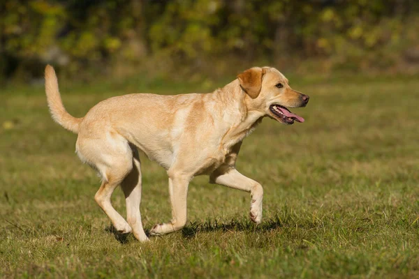 Sonbahar Manzarasında Koşan Labrador Retriever Köpeği — Stok fotoğraf