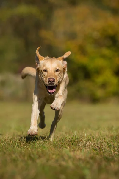 Löpande Labrador Retriever Hund Höst Landskap — Stockfoto