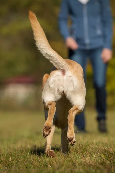 Correr Perro Labrador Retriever Otoño Paisaje — Foto de Stock
