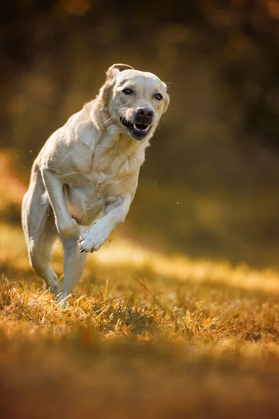 Futó Labrador Retriever Kutya Őszi Táj — Stock Fotó