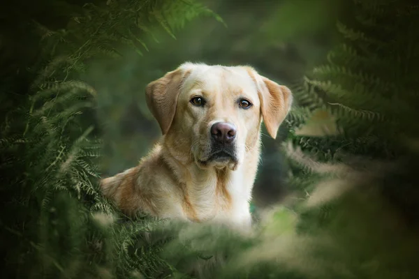 Labrador Anjing Retriever Belakang Pohon — Stok Foto