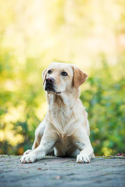 Labrador Retrívr Pes Přírodou Pozadí — Stock fotografie
