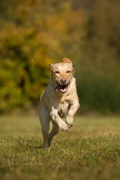 秋の風景の中でラブラドールの検索犬を実行 ロイヤリティフリーのストック画像