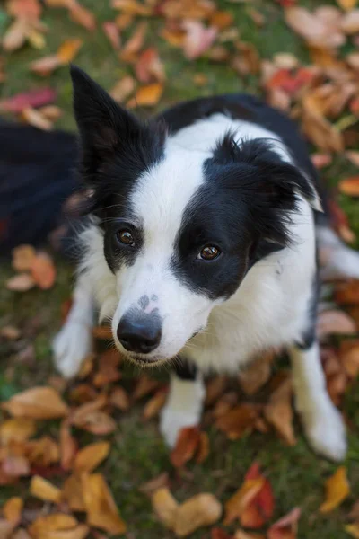 Young Border Collie Dog Looking — Stock Photo, Image