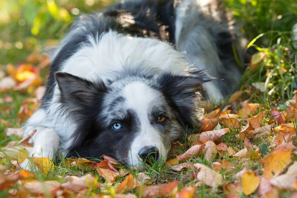 Adulto Fronteira Collie Cão Deitado Folhas Outono — Fotografia de Stock
