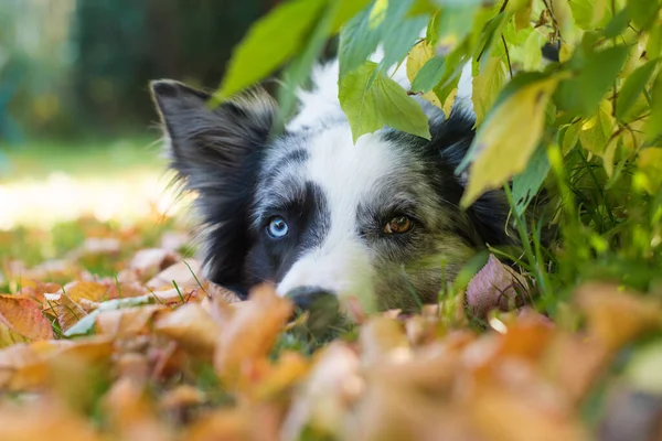 Прикордонна Колі Собака Осінньому Пейзажі — стокове фото