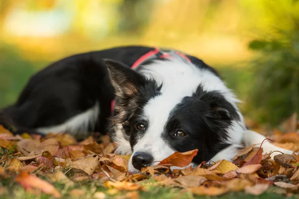 Młody Graniczny Pies Collie Leżący Jesienią Liście — Zdjęcie stockowe