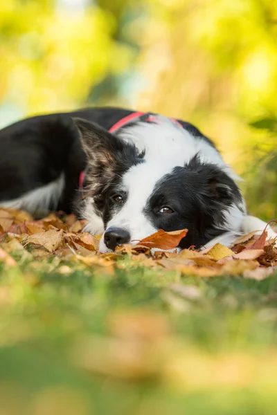 Tânărul Câine Collie Frontieră Culcat Frunzele Toamnă — Fotografie, imagine de stoc