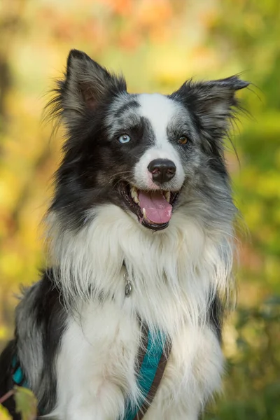 Ausgewachsener Border Collie Hund Sitzt Herbstgarten — Stockfoto