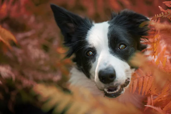 Junger Border Collie Hund Garten — Stockfoto