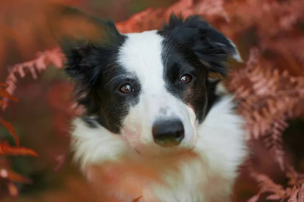 Anjing Muda Perbatasan Collie Taman — Stok Foto