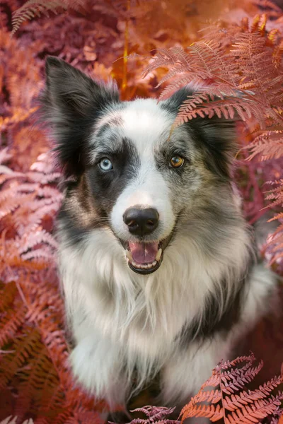 庭のボーダーコリー犬 — ストック写真
