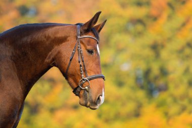 Doğadaki sıcak kanlı at.