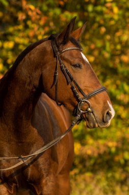 Doğadaki sıcak kanlı at.