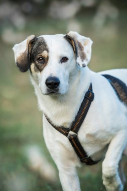 Sonbahar manzarasında melez köpek.