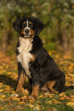 Bernese Dağ Köpeği sonbahar manzarasında