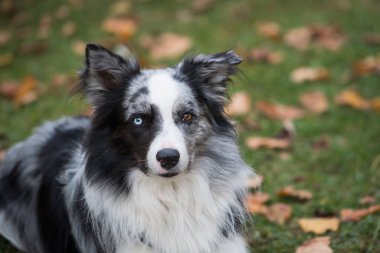 Sonbahar manzarasında Border Collie Dog