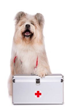Beyaz tenli sevimli elo köpek.