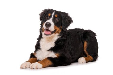 Genç Bernese dağ köpeği beyaz arka planda izole edildi