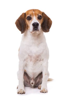 Yetişkin av köpeği beyaz arka planda tek başına oturuyor.