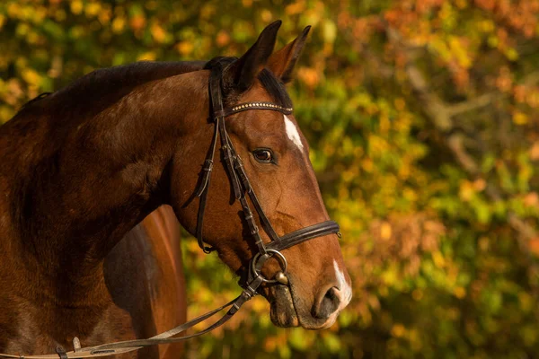 Warmblood Horse Nature Background — Zdjęcie stockowe